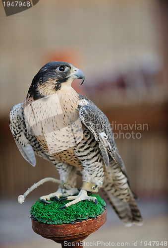 Image of arab falcon bird