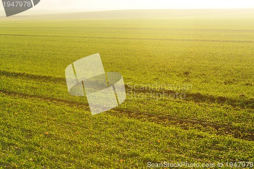 Image of green grass on a background beautiful sunset