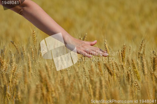 Image of hand in wheat field