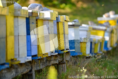 Image of honey bee home in nature