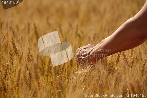 Image of hand in wheat field