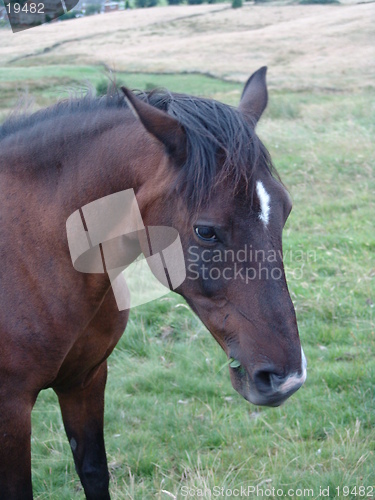 Image of horse 7