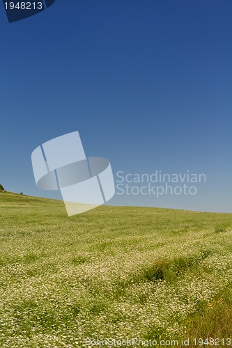 Image of wheat field with blue sky in background