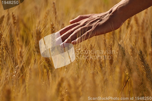 Image of hand in wheat field