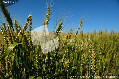 Image of wheat field with blue sky in background