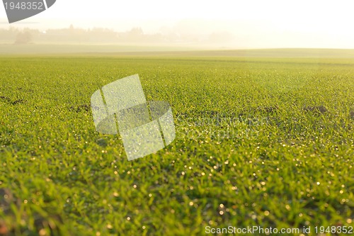 Image of green grass on a background beautiful sunset