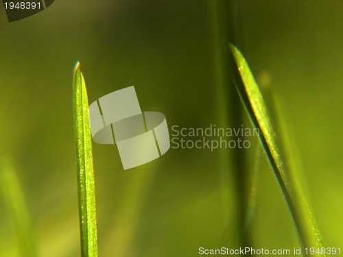 Image of green grass background