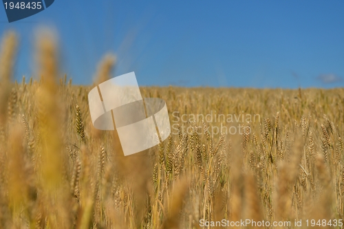 Image of wheat field with blue sky in background