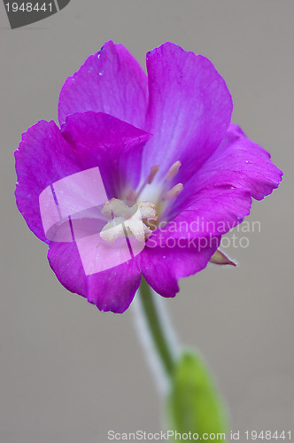 Image of violet carnation and grey