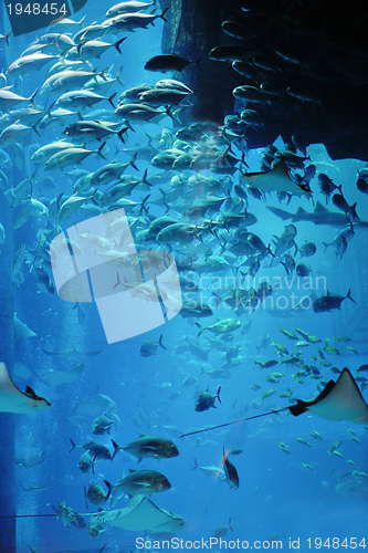 Image of aquarium with fishes and reef