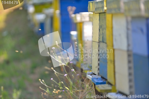 Image of honey bee home in nature