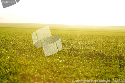 Image of green grass on a background beautiful sunset