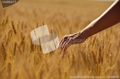 Image of hand in wheat field