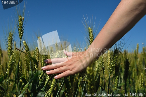 Image of Hand in wheat field