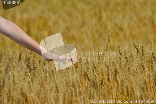 Image of hand in wheat field