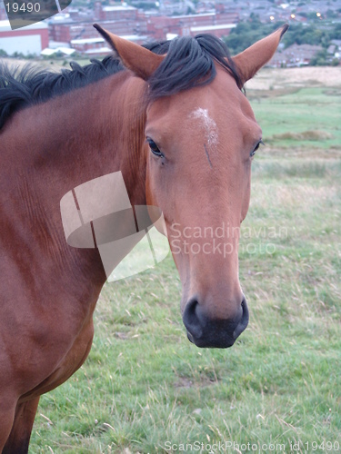 Image of horse unsure