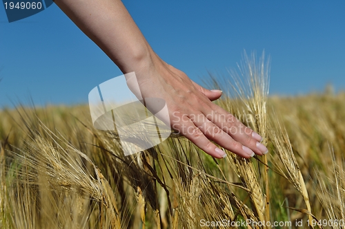 Image of Hand in wheat field