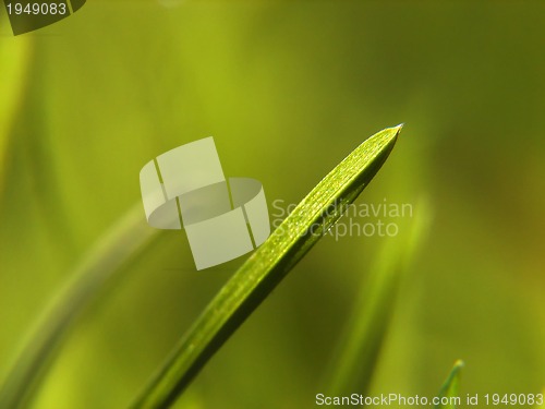 Image of green grass background