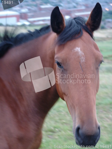 Image of horse portrait