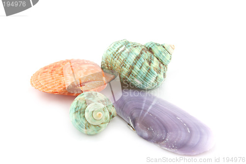 Image of Sea shells isolated