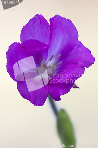 Image of epilobium parviflorum hirstum