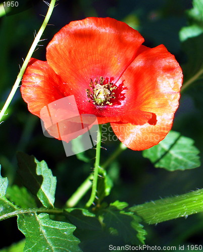 Image of Poppy it