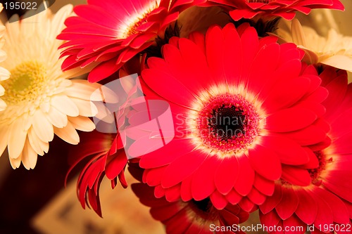 Image of Flower #7