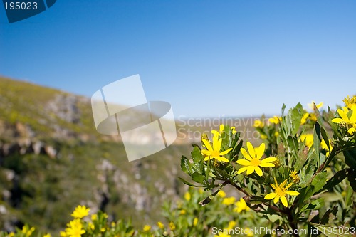 Image of Flowers #5