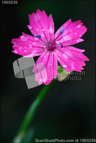 Image of wild violet carnation   parviflorum  epilobium