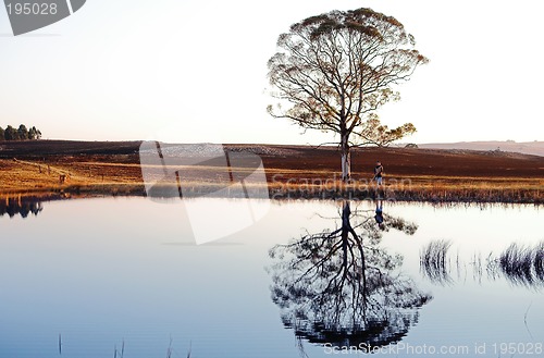 Image of Flyfish #46