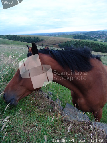 Image of horse feeding