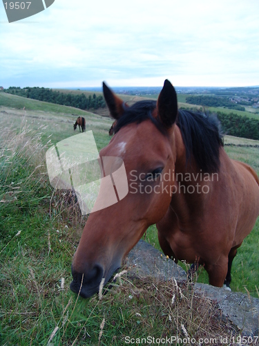 Image of horse feeding