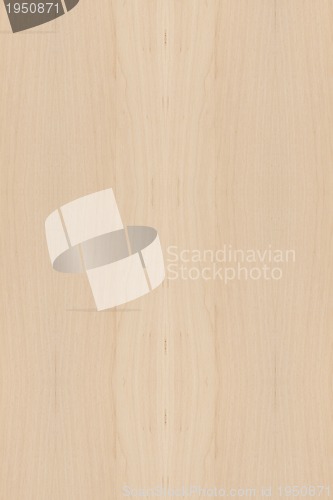 Image of wood Texture