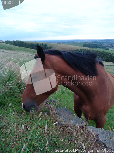 Image of horse feeding