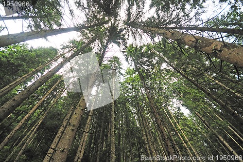 Image of forest trees  with wide angle lens