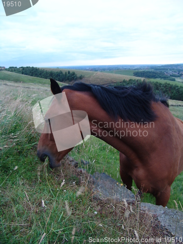 Image of horse feeding
