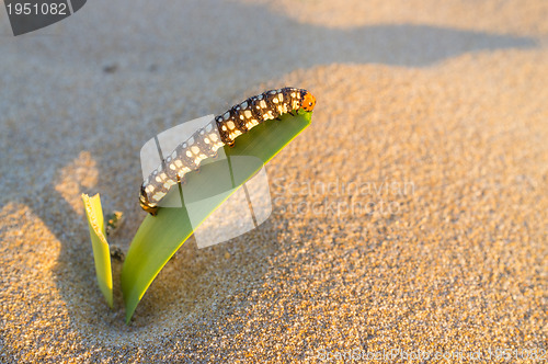 Image of Caterpillar munching on leaf