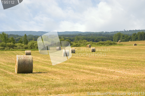 Image of Large Round Bales