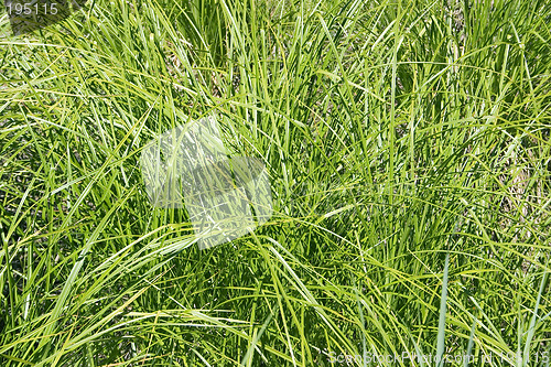 Image of Grass