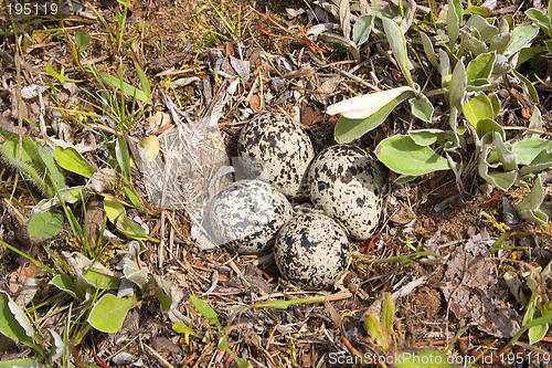 Image of Killdeer Eggs