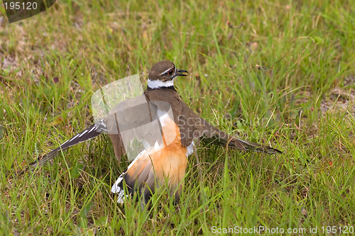 Image of Mother Killdeer