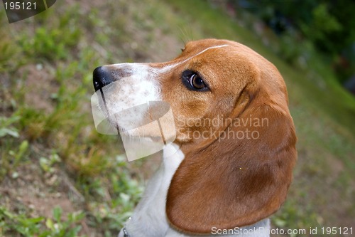 Image of Alert Beagle