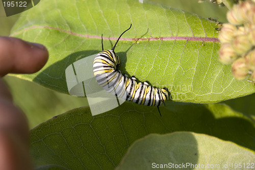 Image of Milkweed Caterpillar