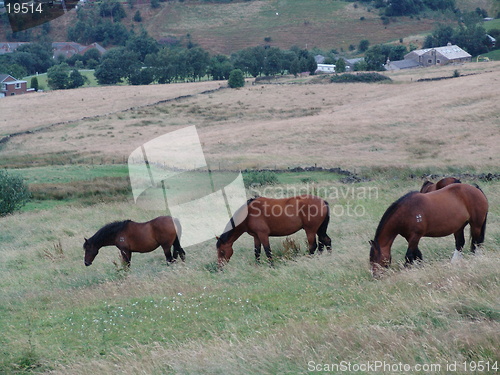 Image of three grazing horses