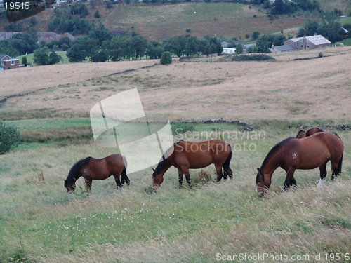 Image of three grazing horses