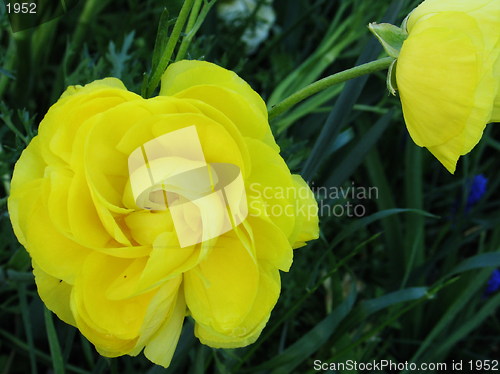 Image of A flower and a half
