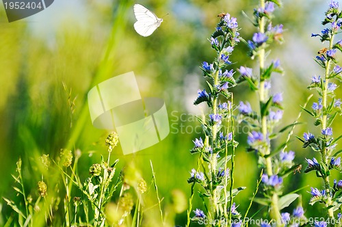 Image of white buterfly on flower