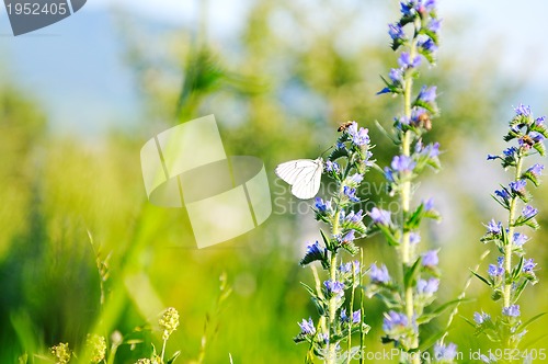 Image of white buterfly on flower