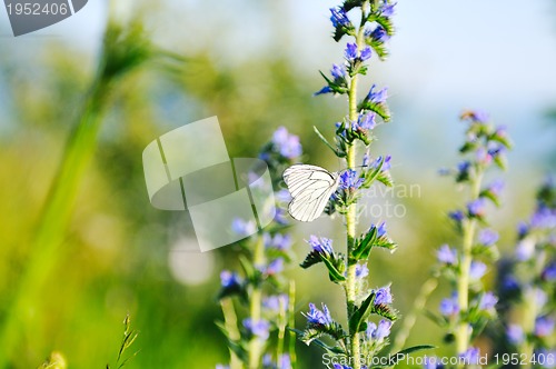 Image of white buterfly on flower