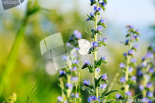 Image of white buterfly on flower